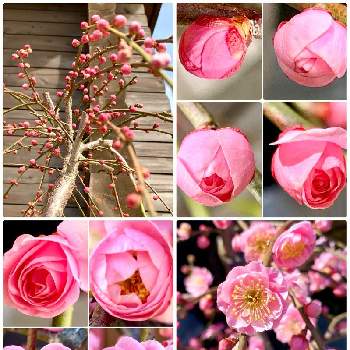 縁起植物の画像 by はーにゃんさん | テラスと枝垂れ梅 紅梅とワクワク♡と縁起植物とお花の魅力とお家の植物