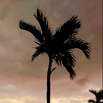 マニラヤシの画像 by くーちゃんさん | お出かけ先とヤシの木とマニラヤシと沖縄