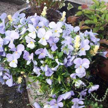 ビオラ ビビ ヘブンリーブルーの投稿画像一覧 Greensnap グリーンスナップ