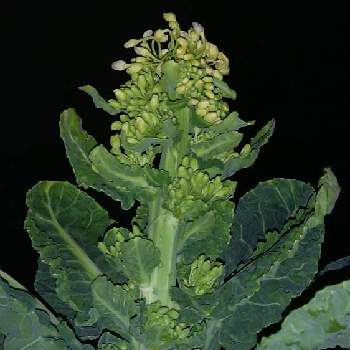 芽キャベツの育て方 植え付けや収穫の時期は 鉢でも栽培できる Greensnap グリーンスナップ