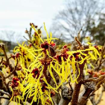 万作の投稿画像一覧 Greensnap グリーンスナップ