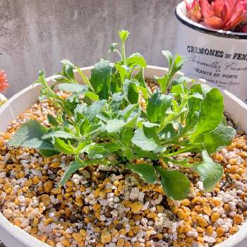 ロベリア の投稿画像一覧 Greensnap グリーンスナップ