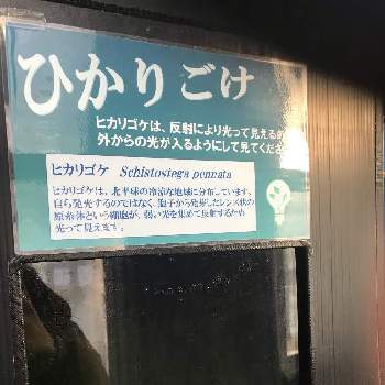 ヒカリゴケの投稿画像一覧 Greensnap グリーンスナップ