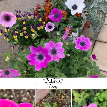 アネモネ フルゲンスの投稿画像一覧 Greensnap グリーンスナップ