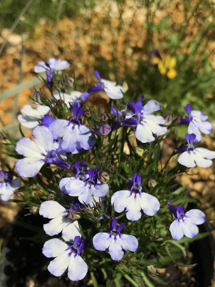 ロベリアの投稿画像 By のえるママさん ロベリア ブルースプラッシュと過去picとチーム ブルーno 042と 祝 チーム ブルー1周年とありがとう と可愛い と青い小さな花マニアとin札幌と今日のお花とin北海道と花のある暮らしと青い花マニアと白い花と小さな花とチーム