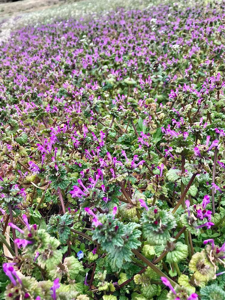 ホトケノザの投稿画像 By かしさん ナズナと雑草と雑草花 21月3月15日 Greensnap グリーンスナップ