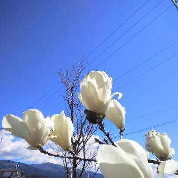 素敵ですねの画像 by かこちゃんさん | 小さな庭と白木蓮 ハクモクレンと花のある暮らしと春ですね♪と小さな庭❀と元気に咲いてとリビング南庭と可愛いお花とお花大好きとおうち園芸と白いお花と素敵ですねと富士山麓とスマホ撮り