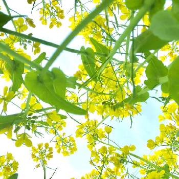 菜の花＊の画像 by yamatotoさん | 幸せと春の色とかくれんぼと春の匂いと菜の花＊と甘い香りと散歩コースとチーム福岡