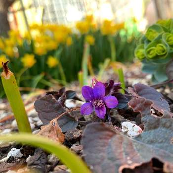 Viola labradoricaの画像 by guchaさん | 小さな庭とラブラドリカとViola labradoricaとロザん家の花壇と魅惑の山野草*.*~と春に育てた花2021 