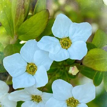 ユキヤナギ♡の画像 by りんりんさん | ユキヤナギ♡と癒しと小さい花と白い花とお散歩