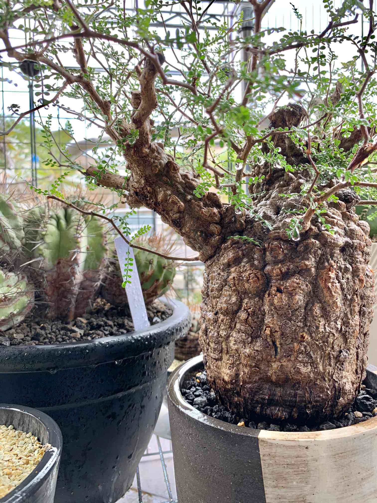 ターニさん専用 塊根植物 パキプス 巨大パキプス6ヘッド！ 鉢の重さを入れたら60キロOver