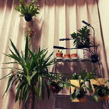 北向きベランダの投稿画像一覧 Greensnap グリーンスナップ