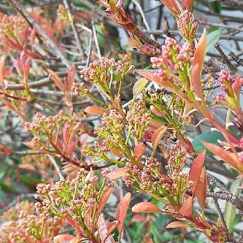 完了しました アカメ 植物 アカメ 植物 病気
