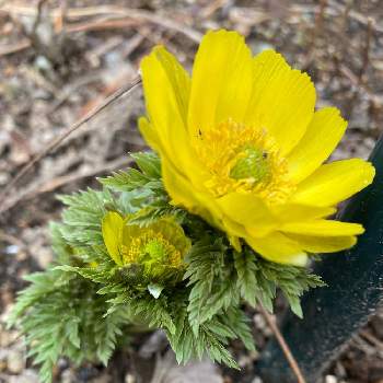 福寿草 の投稿画像一覧 Greensnap グリーンスナップ