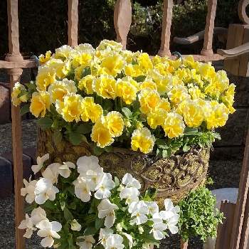 白と黄色の画像 by akoさん | ビオラ　エッグタルトと花のあるくらしとありがとう♡と白と黄色とハンギング初心者とハンギングと黄色い花