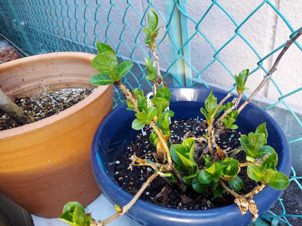 紫陽花2年目 Greensnap グリーンスナップ