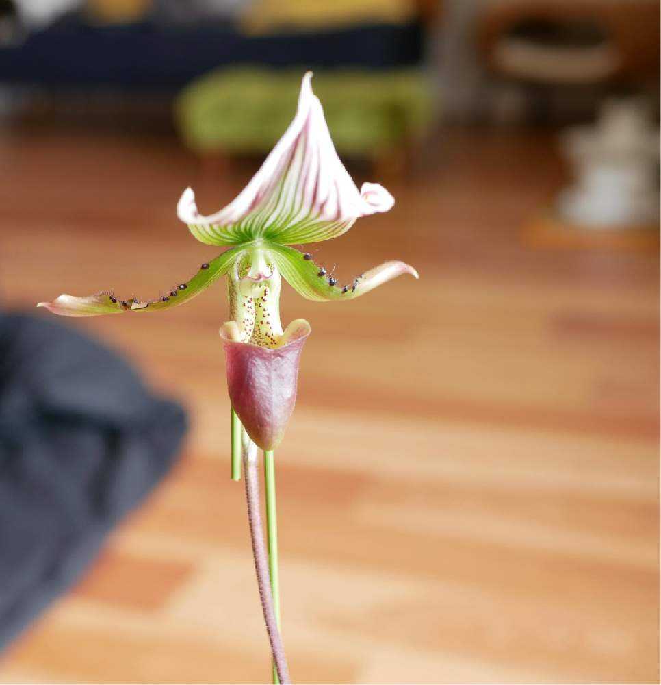 育てている蘭の変化 Greensnap グリーンスナップ