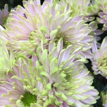 不老長寿の投稿画像一覧 Greensnap グリーンスナップ