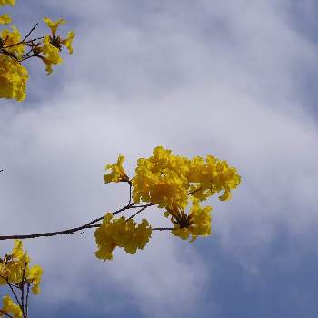 イペーの花の投稿画像一覧 Greensnap グリーンスナップ