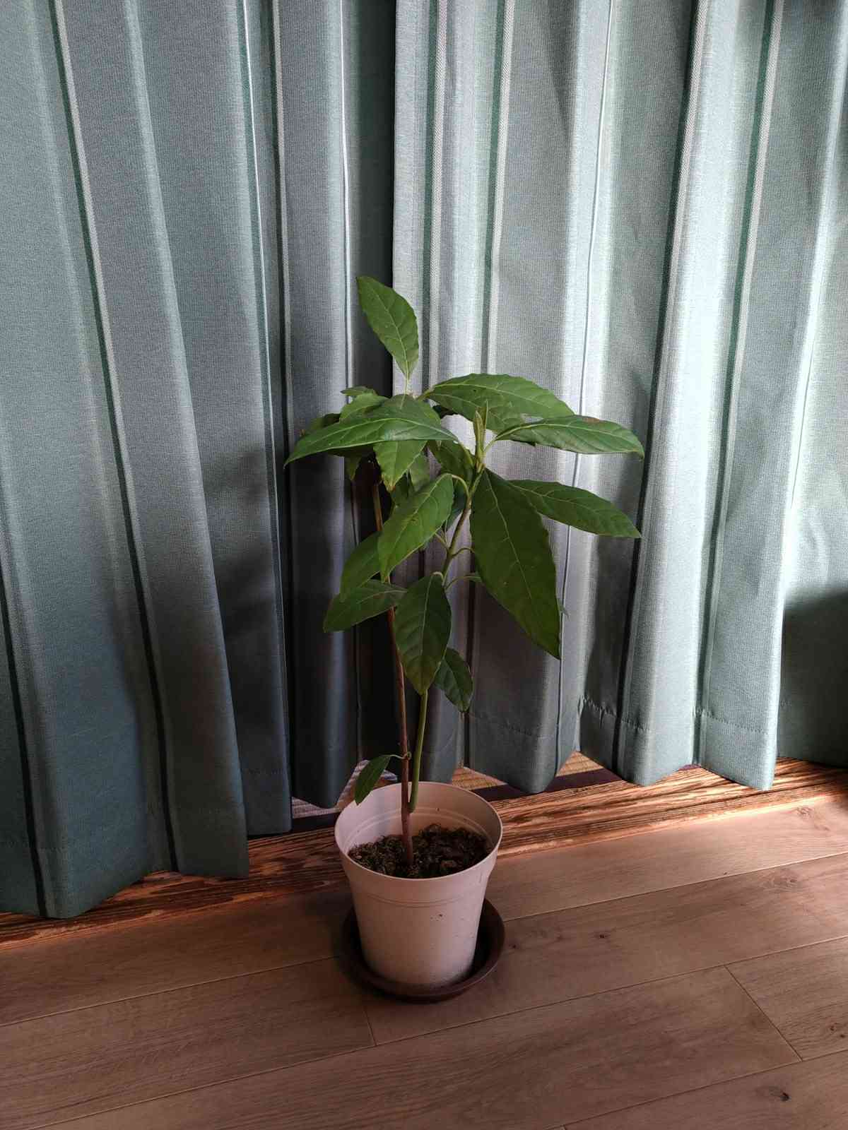 アボカド（2年物） アボカド（2年物）