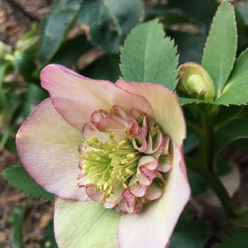 クリスマスローズ セミダブルの投稿画像一覧 Greensnap グリーンスナップ