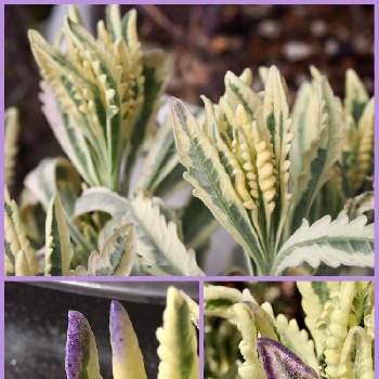 ラベンダー メルローの投稿画像一覧 Greensnap グリーンスナップ