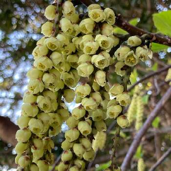 きぶしの花の投稿画像一覧 Greensnap グリーンスナップ