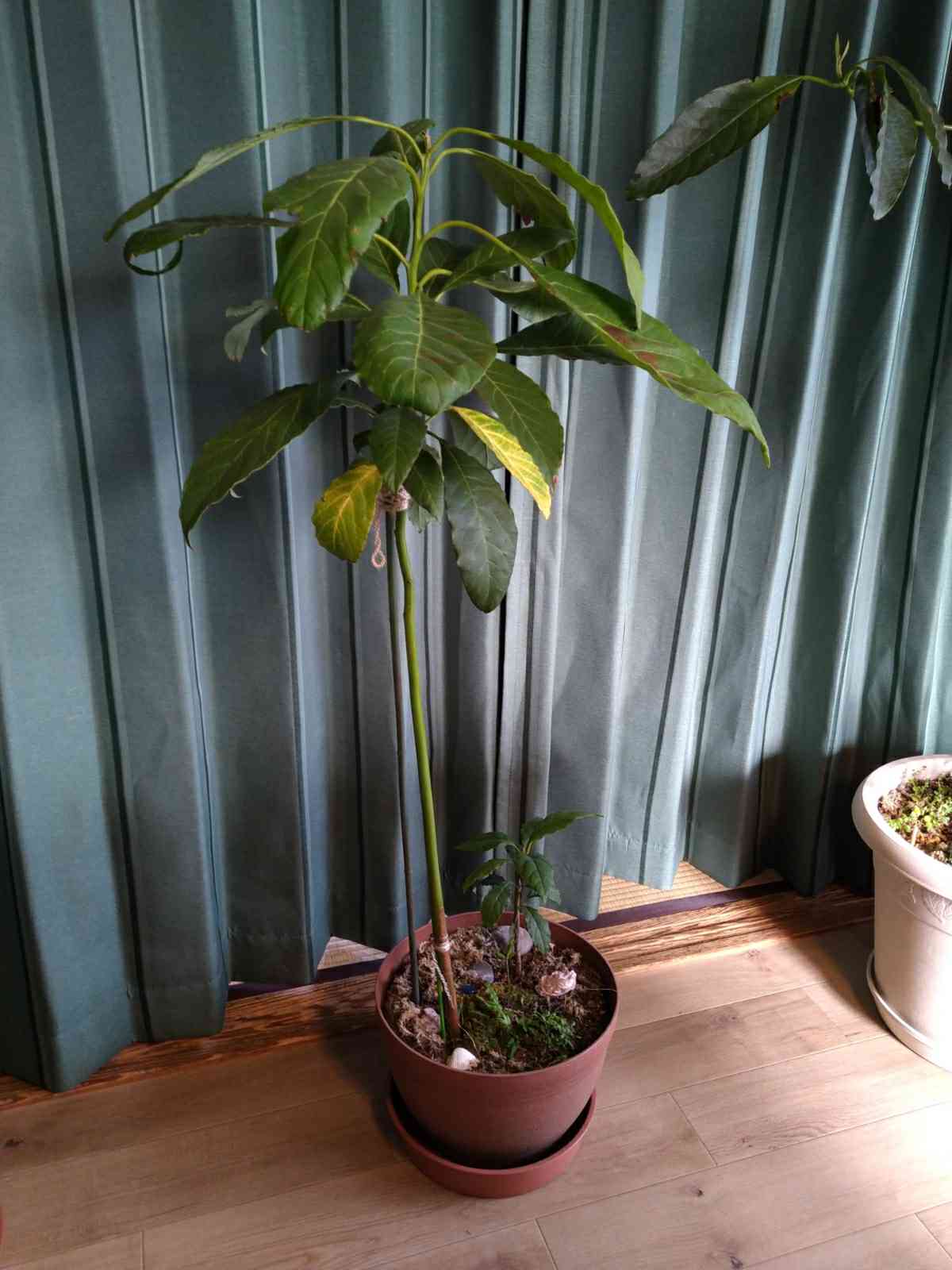 新品 アボカドの木 地上から測って1メートル15センチ有り 対面販売で