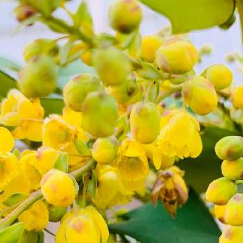 柊南天の花の投稿画像一覧 Greensnap グリーンスナップ