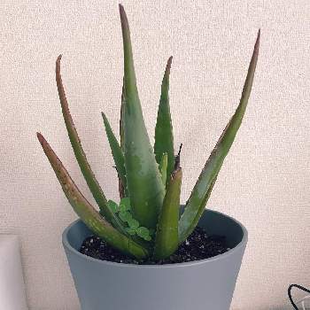 アロエ ベラの育て方 屋外や室内での栽培方法 植え替え時期は Greensnap グリーンスナップ アロエ ベラの育て方 屋外や室内での栽培方法 植え替え時期は Greensnap グリーンスナップ
