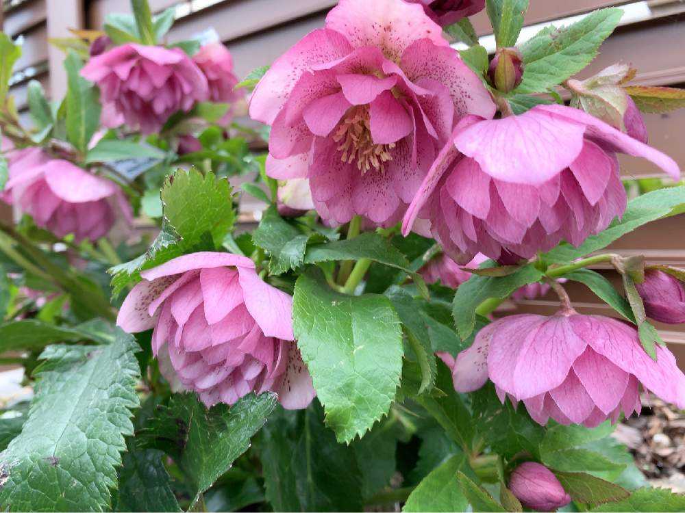 2021年 クリスマスローズまとめ🍀｜🍀GreenSnap（グリーンスナップ）