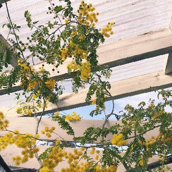 ミモザの木の投稿画像一覧 Greensnap グリーンスナップ