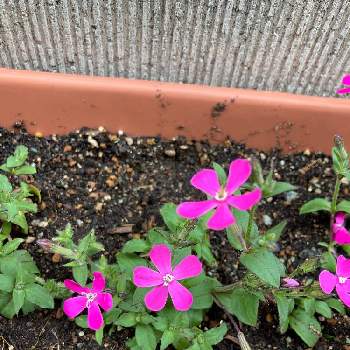 スパニッシュフラメンコの投稿画像一覧 Greensnap グリーンスナップ