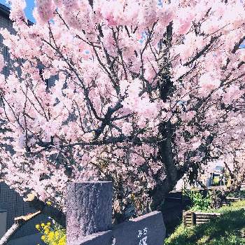 春めき桜の投稿画像一覧 Greensnap グリーンスナップ