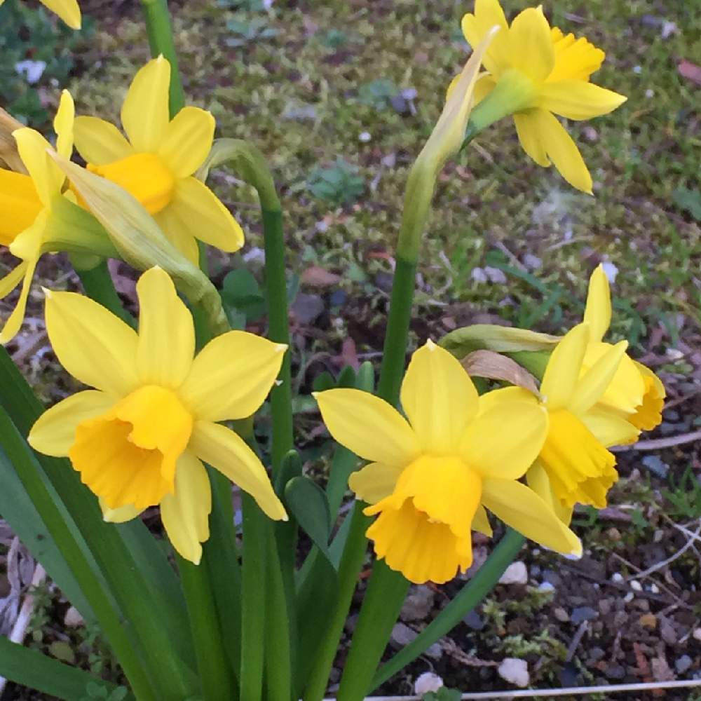 スイセンの投稿画像 By 令月さん 水仙とミニスイセン テータテートと放置栽培と球根と多年草とガーデニングと花のある暮らし 21月3月16日 Greensnap グリーンスナップ