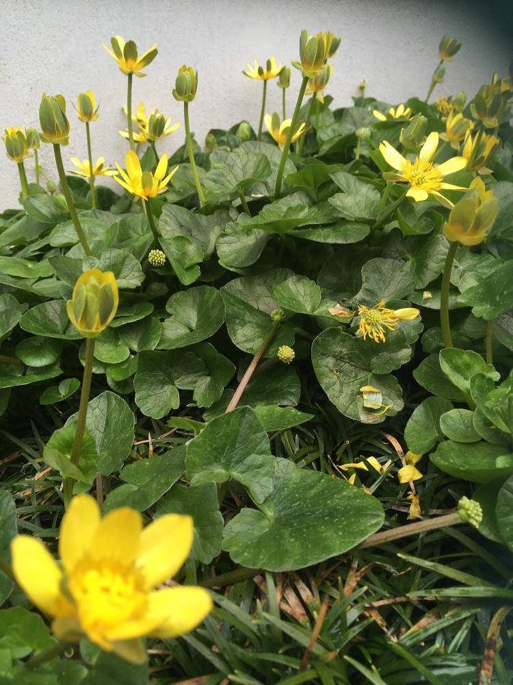 春のお花の投稿画像 By Gurichannel ぐりちゃんねる さん お散歩道とツワブキとお出かけ先とビタミンカラーと今日のお花と春のお花とお散歩道とビタミンカラーと今日のお花 21月3月16日 Greensnap グリーンスナップ Greensnap グリーンスナップ