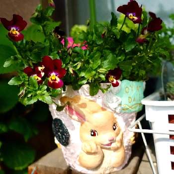 #春の花の画像 by haruruさん | バルコニー/ベランダとビオラとビオラ ・うさぎの家族とリメ鉢と春のベランダと#春の花とベランダに咲く花