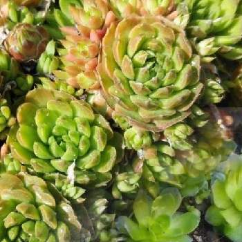 玄海岩蓮華の投稿画像一覧 Greensnap グリーンスナップ