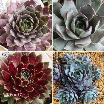 センペルビウム ブルーボーイの投稿画像一覧 Greensnap グリーンスナップ