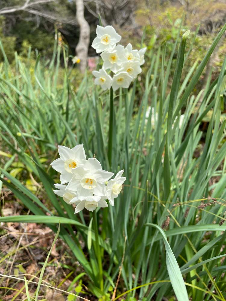 水仙の投稿画像 By Mimikomamaさん 季節の花と旅先 21月3月16日 Greensnap グリーンスナップ