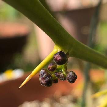 レモンの花芽の投稿画像一覧 Greensnap グリーンスナップ