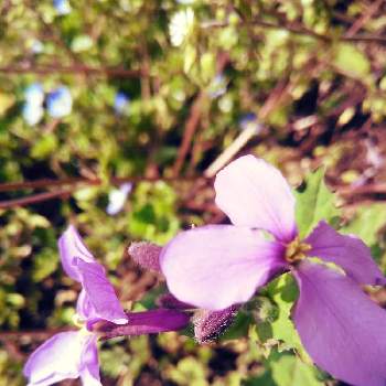 素敵ですねの画像 by かこちゃんさん | 畑と紫花菜と元気に咲いてと可愛いお花とお花大好きと紫色のお花と春ですね♪と素敵ですねと花のある暮らしと富士山麓とスマホ撮り