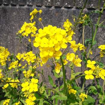 素敵ですねの画像 by かこちゃんさん | 畑と菜の花と元気に咲いてと可愛いお花とお花大好きとおうち園芸と春ですね♪と素敵ですねと花のある暮らしと富士山麓と黄色いお花とスマホ撮り