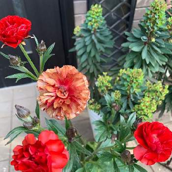 ユーフォルビア マルティニの画像 by キャンディータフトさん | エントランスとラナンキュラス　ラックスとユーフォルビア マルティニとおうち園芸と鉢花と色にこだわると朝日に輝くと花のある暮らしと球根植物と春に育てた花2021 