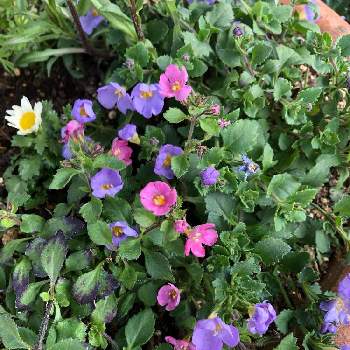 すき♪の画像 by カンパニュラさん | 小さな庭とバコパ・コピアとお花に癒されるとピンクの花と寄せ植えと紫の花が好きとはる♡と鉢植え✨とすき♪とお花大好き❤とかわいい❤