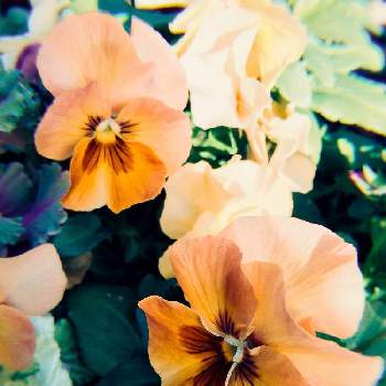 パンジー アプリコットティーの画像 by アラモアナღ .:***   さん | 小さな庭とパンジー アプリコットティーとオレンジ大好きとGSでのご縁に感謝してとおやすみpicと花のある暮らしとGS植物うちなーぐち会