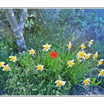 日本水仙の花の投稿画像一覧 Greensnap グリーンスナップ