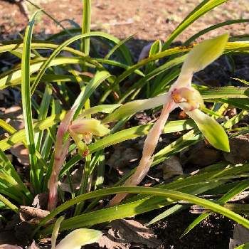 春蘭 通称 ジジババ の投稿画像一覧 Greensnap グリーンスナップ