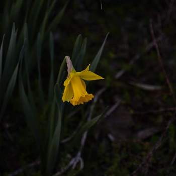ミニラッパ水仙の投稿画像一覧 Greensnap グリーンスナップ