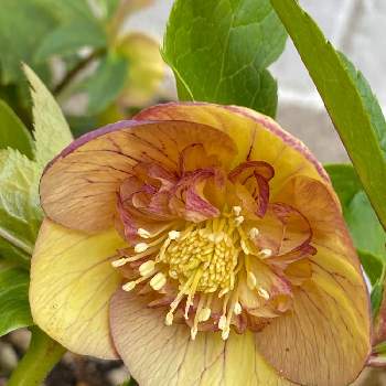 クリスマスローズ セミダブルの投稿画像一覧 Greensnap グリーンスナップ